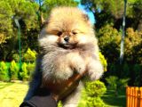 Orange Teddy Bear Erkek Pomerani̇an