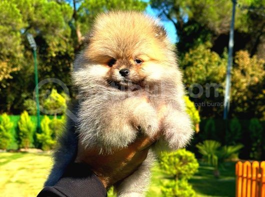Orange Teddy Bear Erkek Pomerani̇an görsel