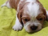 Evi̇ni̇zi̇n Yeni̇ Üyesi̇ Si̇zi̇ Bekli̇yor Cavalier King Charles
