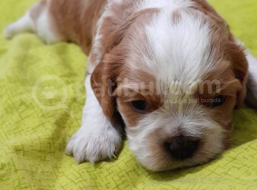 Evi̇ni̇zi̇n Yeni̇ Üyesi̇ Si̇zi̇ Bekli̇yor Cavalier King Charles görsel