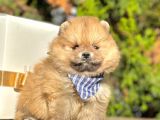 Safkan Teddy Bear Pomeranian Boo Yavrularımız