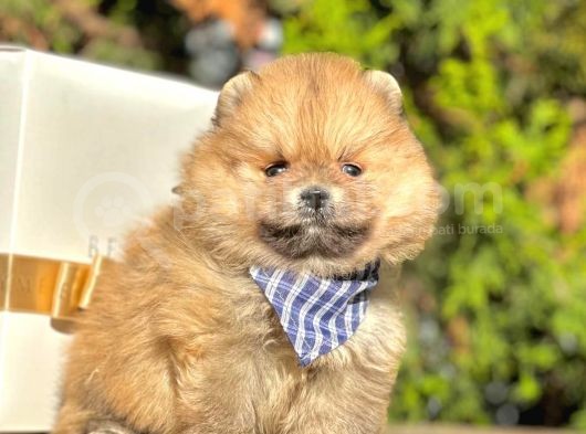 Safkan Teddy Bear Pomeranian Boo Yavrularımız görsel