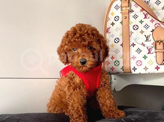 Orji̇nal Toy Poodle Yavrular görsel