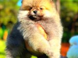 Orange Teddy Bear Erkek Pomerani̇an