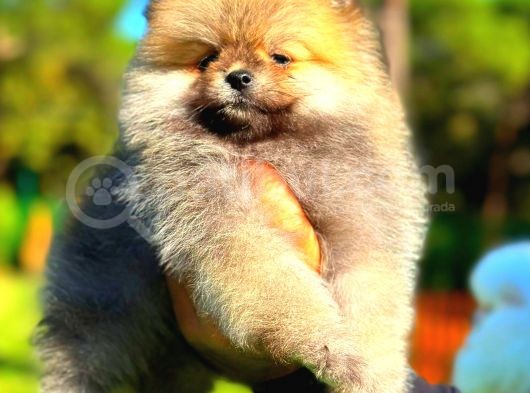 Orange Teddy Bear Erkek Pomerani̇an görsel