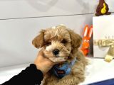 Show Kalite Maltipoo Bebekler