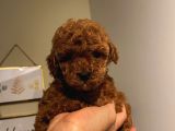 Safkan Toypoodle Bebekler