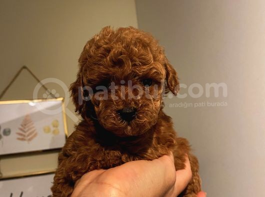 Safkan Toypoodle Bebekler görsel