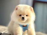 Ayıcık Surat Boo Pomeranian Yavrular