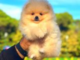 Üst Kalite Pomeranian