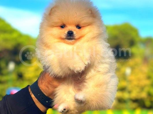 Üst Kalite Pomeranian