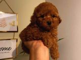 Annesi̇ Ve Babasi Secereli̇ Pasaportlu Toy Poodle Kizimiz