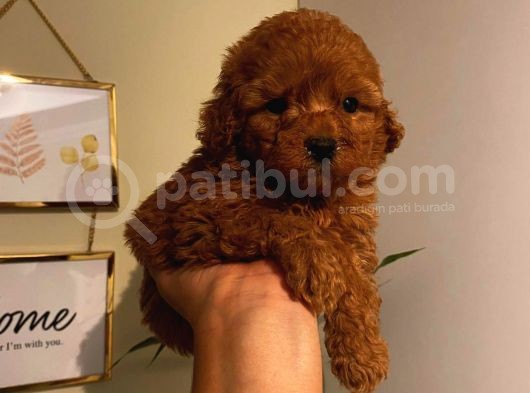 Annesi̇ Ve Babasi Secereli̇ Pasaportlu Toy Poodle Kizimiz