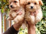 Maltıpoo Yavrumuz