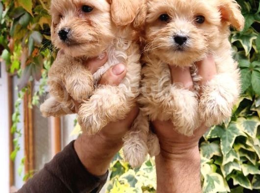 Maltıpoo Yavrumuz görsel