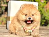Safkan Teddy Bear Pomeranian Boo Yavrularımız