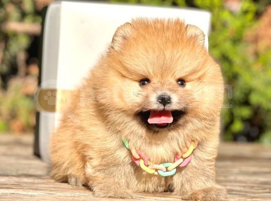 Safkan Teddy Bear Pomeranian Boo Yavrularımız görsel
