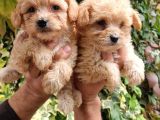 Maltıpoo Yavrumuz