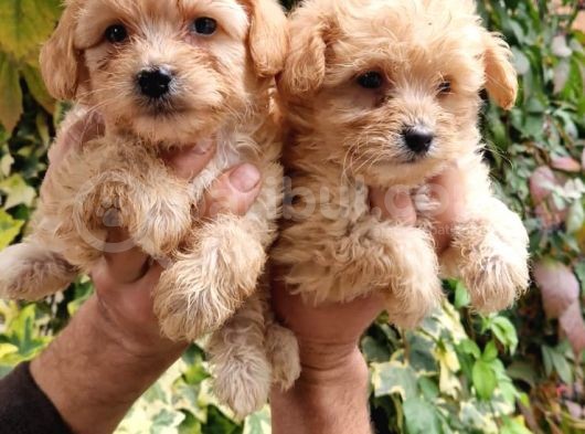Maltıpoo Yavrumuz görsel