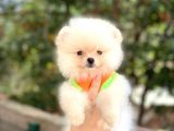 Pomeranian Boo Teddy Face Erkek Yavrumuz