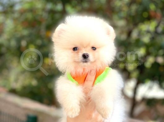 Pomeranian Boo Teddy Face Erkek Yavrumuz görsel