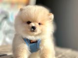 Ayıcık Surat Boo Pomeranian Yavrular