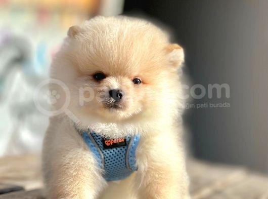 Ayıcık Surat Boo Pomeranian Yavrular
