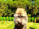 Orange Teddy Bear Erkek Pomerani̇an