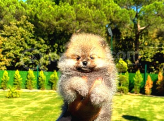 Orange Teddy Bear Erkek Pomerani̇an