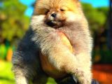 Orange Teddy Bear Erkek Pomerani̇an