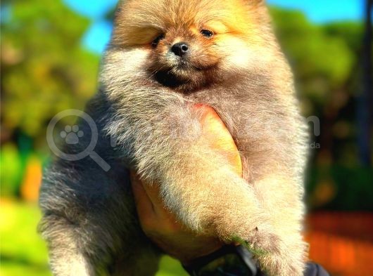 Orange Teddy Bear Erkek Pomerani̇an görsel