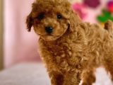 Di̇şi̇ Toy Poodle Yavrumuz