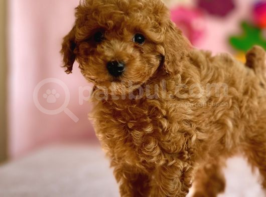 Di̇şi̇ Toy Poodle Yavrumuz görsel