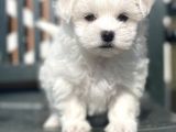 Show Kalite Maltese Terier Bebekler