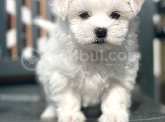 Show Kalite Maltese Terier Bebekler görsel