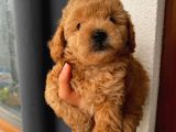 Aşılı Pasaportlu Toypoodle Bebekler