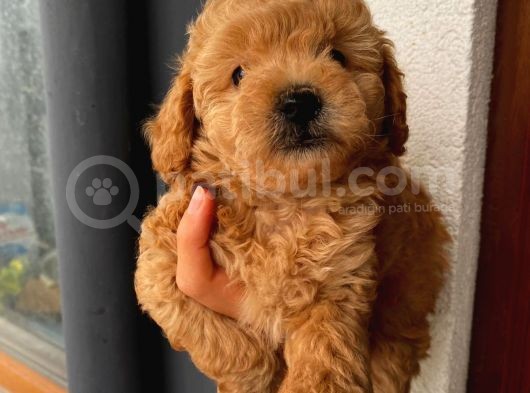 Aşılı Pasaportlu Toypoodle Bebekler görsel