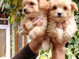 Maltıpoo Yavrumuz