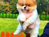 Party Colour Di̇şi̇ Üst Kali̇te Pomeranian