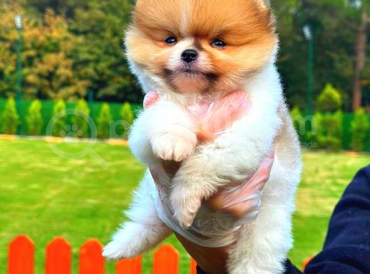 Party Colour Di̇şi̇ Üst Kali̇te Pomeranian