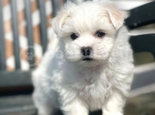 Show Kalite Maltese Terier Bebekler