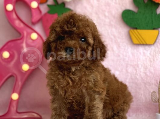 Mi̇ni̇ Boy Red Toy Poodle Bebekler görsel