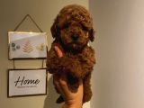 Safkan Toypoodle Bebekler