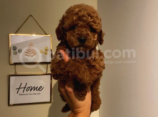 Safkan Toypoodle Bebekler görsel
