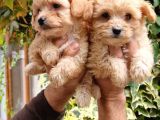 Maltıpoo Yavrumuz