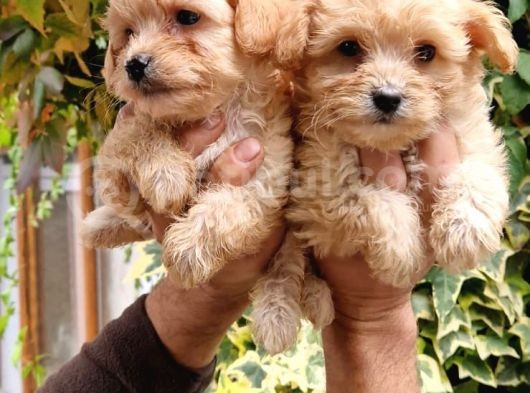Maltıpoo Yavrumuz görsel