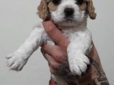Evi̇ni̇zi̇n Yeni̇ Üyesi̇ Si̇zi̇ Bekli̇yor Cavalier King Charles