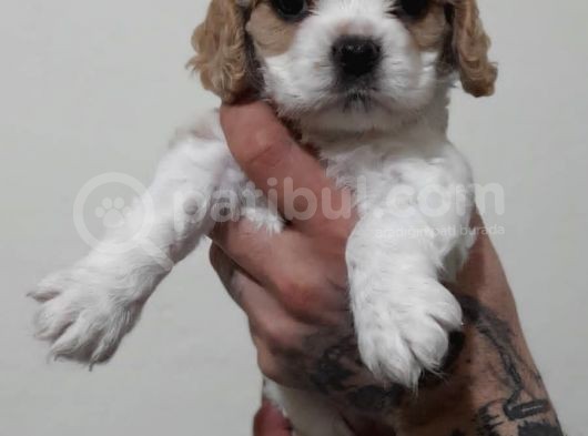Evi̇ni̇zi̇n Yeni̇ Üyesi̇ Si̇zi̇ Bekli̇yor Cavalier King Charles