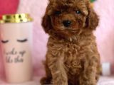 Mi̇ni̇ Boy Red Toy Poodle Bebekler
