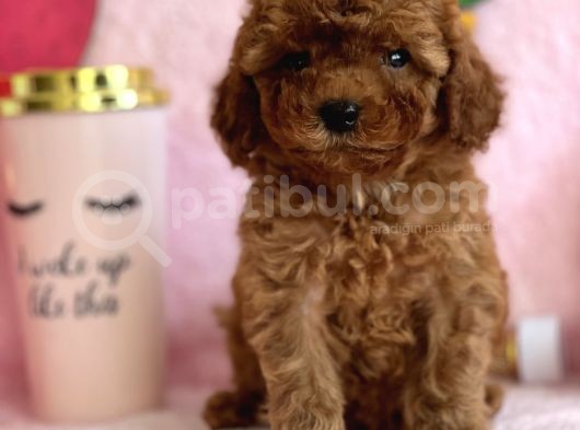 Mi̇ni̇ Boy Red Toy Poodle Bebekler görsel